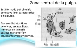 Zona central de la pulpa.
Está formada por el tejido
conectivo laxo, característico
de la pulpa.
Con sus distintos tipos
celulares, escasas fibras
inmersas en la matiz
extracelular amorfa y
abundantes vasos y nervios.
 