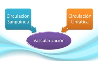 Vascularización
Circulación
Sanguínea
Circulación
Linfática
 