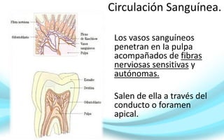 Circulación Sanguínea.
Los vasos sanguíneos
penetran en Ia pulpa
acompañados de fibras
nerviosas sensitivas y
autónomas.
Salen de ella a través del
conducto o foramen
apical.
 
