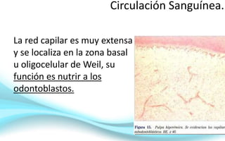 La red capilar es muy extensa
y se localiza en la zona basal
u oligocelular de Weil, su
función es nutrir a los
odontoblastos.
Circulación Sanguínea.
 