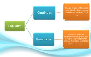 Capilares
Continuos
Poseen células endoteliales
muy delgadas de un espesor
aproximado entre 0,2 a 0,5
µm.
Fenestrados
Poseen un endotelio
relativamente más grueso, con
poros de aproximadamente
60nm, la membrana basal de los
mismos es continua.
 