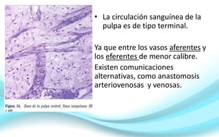 • La circulación sanguínea de la
pulpa es de tipo terminal.
Ya que entre los vasos aferentes y
los eferentes de menor calibre.
Existen comunicaciones
alternativas, como anastomosis
arteriovenosas y venosas.
 