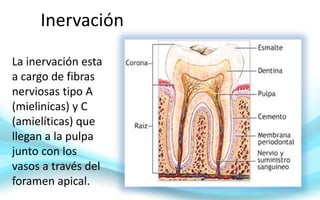 Inervación
La inervación esta
a cargo de fibras
nerviosas tipo A
(mielinicas) y C
(amielíticas) que
llegan a la pulpa
junto con los
vasos a través del
foramen apical.
 