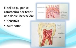 El tejido pulpar se
caracteriza por tener
una doble inervación:
• Sensitiva
• Autónoma
 