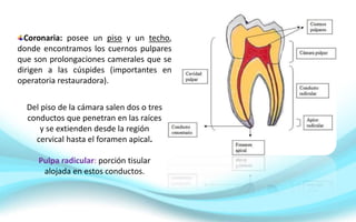 Coronaria: posee un piso y un techo,
donde encontramos los cuernos pulpares
que son prolongaciones camerales que se
dirigen a las cúspides (importantes en
operatoria restauradora).
Del piso de la cámara salen dos o tres
conductos que penetran en las raíces
y se extienden desde la región
cervical hasta el foramen apical.
Pulpa radicular: porción tisular
alojada en estos conductos.
 