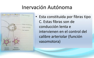 Inervación Autónoma
• Esta constituida por fibras tipo
C. Estas fibras son de
conducción lenta e
intervienen en el control del
calibre arteriolar (función
vasomotora)
 