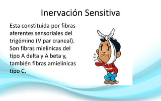Esta constituida por fibras
aferentes sensoriales del
trigémino (V par craneal).
Son fibras mielinicas del
tipo A delta y A beta y,
también fibras amielinicas
tipo C.
Inervación Sensitiva
 