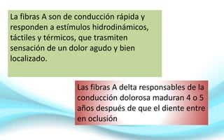 La fibras A son de conducción rápida y
responden a estímulos hidrodinámicos,
táctiles y térmicos, que trasmiten
sensación de un dolor agudo y bien
localizado.
Las fibras A delta responsables de la
conducción dolorosa maduran 4 o 5
años después de que el diente entre
en oclusión
 