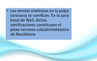 • Los nervios mielinicos en la pulpa
coronaria se ramifican. En la zona
basal de Weil, dichas
ramificaciones constituyen el
plexo nervioso subodontoblastico
de Raschknow
 
