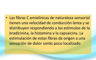 • Las fibras C amielinicas de naturaleza sensorial
tienen una velocidad de conducción lenta y se
distribuyen respondiendo a los estimulos de la
bradicinina, la histamina y la capsaicina. La
estimulación de estas fibras da origen a una
sensación de dolor sordo poco localizado
 