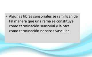 • Algunas fibras sensoriales se ramifican de
tal manera que una rama se constituye
como terminación sensorial y la otra
como terminación nerviosa vascular.
 