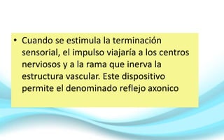 • Cuando se estimula la terminación
sensorial, el impulso viajaría a los centros
nerviosos y a la rama que inerva la
estructura vascular. Este dispositivo
permite el denominado reflejo axonico
 