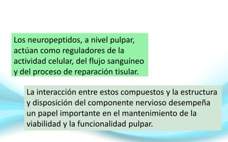Los neuropeptidos, a nivel pulpar,
actúan como reguladores de la
actividad celular, del flujo sanguíneo
y del proceso de reparación tisular.
La interacción entre estos compuestos y la estructura
y disposición del componente nervioso desempeña
un papel importante en el mantenimiento de la
viabilidad y la funcionalidad pulpar.
 