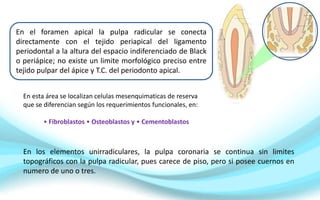 En el foramen apical la pulpa radicular se conecta
directamente con el tejido periapical del ligamento
periodontal a la altura del espacio indiferenciado de Black
o periápice; no existe un limite morfológico preciso entre
tejido pulpar del ápice y T.C. del periodonto apical.
En esta área se localizan celulas mesenquimaticas de reserva
que se diferencian según los requerimientos funcionales, en:
• Fibroblastos • Osteoblastos y • Cementoblastos
En los elementos unirradiculares, la pulpa coronaria se continua sin limites
topográficos con la pulpa radicular, pues carece de piso, pero si posee cuernos en
numero de uno o tres.
 