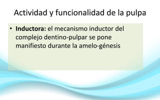 Actividad y funcionalidad de la pulpa
• Inductora: el mecanismo inductor del
complejo dentino-pulpar se pone
manifiesto durante la amelo-génesis
 
