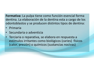 Formativa: La pulpa tiene como función esencial forma
dentina. La elaboración de la dentina esta a cargo de los
odontoblastos y se producen distintos tipos de dentina:
• Primaria
• Secundaria o adventicia
• Terciaria o reparativa, se elabora en respuesta a
estímulos irritantes como biológicos (caries) físicos
(calor, presión) o químicos (sustancias nocivas)
 