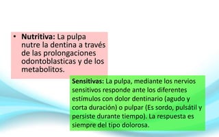• Nutritiva: La pulpa
nutre la dentina a través
de las prolongaciones
odontoblasticas y de los
metabolitos.
Sensitivas: La pulpa, mediante los nervios
sensitivos responde ante los diferentes
estímulos con dolor dentinario (agudo y
corta duración) o pulpar (Es sordo, pulsátil y
persiste durante tiempo). La respuesta es
siempre del tipo dolorosa.
 