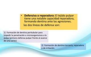 • Defensiva o reparadora: El tejido pulpar
tiene una notable capacidad reparadora,
formando dentina ante las agresiones.
las dos líneas de defensa son:
1) Formación de dentina peritubular para
impedir la penetración e microorganismos a la
pulpa (primera defensa pulpar frente al avance
de una caries)
2) Formación de dentina terciaria, reparadora
o de irritación.
 
