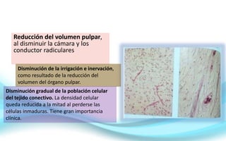 Reducción del volumen pulpar,
al disminuir la cámara y los
conductor radiculares
Disminución de la irrigación e inervación,
como resultado de la reducción del
volumen del órgano pulpar.
Disminución gradual de la población celular
del tejido conectivo. La densidad celular
queda reducida a la mitad al perderse las
células inmaduras. Tiene gran importancia
clínica.
 
