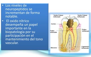 • Los niveles de
neuropeptidos se
incrementan de forma
notable.
• El oxido nítrico
desempeña un papel
importante en la
biopatologia por su
participación en el
mantenimiento del tono
vascular.
 