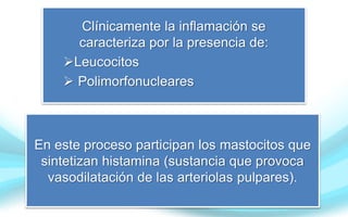 Clínicamente la inflamación se
caracteriza por la presencia de:
Leucocitos
 Polimorfonucleares
En este proceso participan los mastocitos que
sintetizan histamina (sustancia que provoca
vasodilatación de las arteriolas pulpares).
 