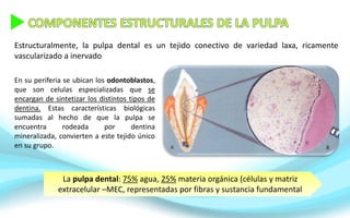 Estructuralmente, la pulpa dental es un tejido conectivo de variedad laxa, ricamente
vascularizado a inervado
En su periferia se ubican los odontoblastos,
que son celulas especializadas que se
encargan de sintetizar los distintos tipos de
dentina. Estas características biológicas
sumadas al hecho de que la pulpa se
encuentra rodeada por dentina
mineralizada, convierten a este tejido único
en su grupo.
La pulpa dental: 75% agua, 25% materia orgánica (células y matriz
extracelular –MEC, representadas por fibras y sustancia fundamental
 