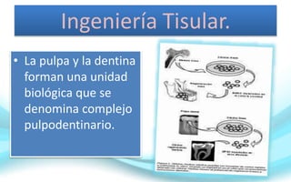 Ingeniería Tisular.
• La pulpa y la dentina
forman una unidad
biológica que se
denomina complejo
pulpodentinario.
 