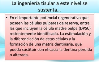 La ingeniería tisular a este nivel se
sustenta…
• En el importante potencial regenerativo que
poseen las células pulpares de reserva, entre
las que incluyen la célula madre pulpa (DPSC)
recientemente identificada. La estimulación y
la diferenciación de estas células y la
formación de una matriz dentinaria, que
pueda sustituir con eficacia la dentina perdida
o alterada.
 