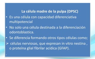 La célula madre de la pulpa (DPSC)
• Es una célula con capacidad diferenciativa
multipotencial
• No solo una célula destinada a la diferenciación
odontoblastica.
• Se diferencia formando otros tipos células como;
 células nerviosas, que expresan in vitro nestina ,
o proteína glial fibrilar acídica (GFAP).
.
 