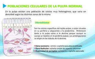 En la pulpa existen una población de celulas muy heterogénea, que varia en
densidad según las distintas zonas de la misma
Son las celulas específicas del tejido pulpar, y están situadas
en su periferia y adyacentes a la predentina. Pertenecen
tanto a la pulpa como a la dentina porque aunque su
cuerpo se localiza en la periferia pulpar, sus prolongaciones
se alojan en los túbulos de la dentina.
Zona coronaria : similar a epitelio pseudoestratificado
Zona Radicular: epitelio simple de aspecto columnar
Proximidad de periapice: semejante a epitelio aplanado
 