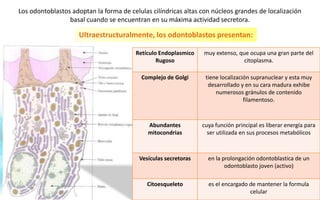 Los odontoblastos adoptan la forma de celulas cilíndricas altas con núcleos grandes de localización
basal cuando se encuentran en su máxima actividad secretora.
Retículo Endoplasmico
Rugoso
muy extenso, que ocupa una gran parte del
citoplasma.
Complejo de Golgi tiene localización supranuclear y esta muy
desarrollado y en su cara madura exhibe
numerosos gránulos de contenido
filamentoso.
Abundantes
mitocondrias
cuya función principal es liberar energía para
ser utilizada en sus procesos metabólicos
Vesículas secretoras en la prolongación odontoblastica de un
odontoblasto joven (activo)
Citoesqueleto es el encargado de mantener la formula
celular
Ultraestructuralmente, los odontoblastos presentan:
 