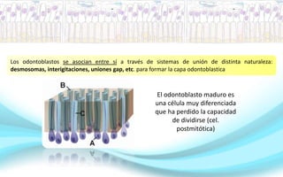 Los odontoblastos se asocian entre sí a través de sistemas de unión de distinta naturaleza:
desmosomas, interigitaciones, uniones gap, etc. para formar la capa odontoblastica
El odontoblasto maduro es
una célula muy diferenciada
que ha perdido la capacidad
de dividirse (cel.
postmitótica)
 