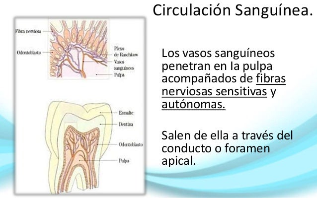 Complejo dentino-pulpar I: Pulpa dental