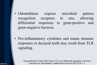 • Odontoblasts express microbial pattern
recognition receptors in situ, allowing
differential responses to gram-positive and
gram-negative bacteria.
• Pro-inflammatory cytokines and innate immune
responses in decayed teeth may result from TLR
signaling.
Veerayutthwilai O, Byers MR, Pharn TTT, et al. Differential regulation of immune
responses by odontoblasts. OralMicrobiol lmmunol 2007;22:5--1 3.
 