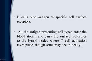 • B cells bind antigen to specific cell surface
receptors.
• All the antigen-presenting cell types enter the
blood stream and carry the surface molecules
to the lymph nodes where T cell activation
takes place, though some may occur locally.
 