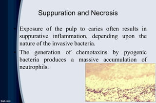 Suppuration and Necrosis
• Exposure of the pulp to caries often results in
suppurative inflammation, depending upon the
nature of the invasive bacteria.
• The generation of chemotaxins by pyogenic
bacteria produces a massive accumulation of
neutrophils.
 