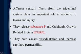 • Afferent sensory fibers from the trigeminal
system plays an important role in response to
toxins and injury.
• They release substance P and Calcitonin Growth
Related Protein (CGRP).
• They both causes vasodilatation and increase
capillary permeability.
 