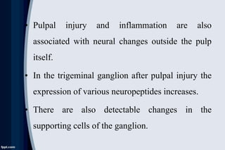 • Pulpal injury and inflammation are also
associated with neural changes outside the pulp
itself.
• In the trigeminal ganglion after pulpal injury the
expression of various neuropeptides increases.
• There are also detectable changes in the
supporting cells of the ganglion.
 