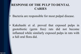 RESPONSE OF THE PULP TO DENTAL
CARIES
• Bacteria are responsible for most pulpal disease.
• Kakehashi et al. proved that e...