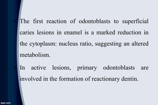 • The first reaction of odontoblasts to superficial
caries lesions in enamel is a marked reduction in
the cytoplasm: nucle...