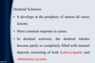 Dentinal Sclerosis:
• It develops at the periphery of almost all caries
lesions.
• Most common response to caries.
• In de...