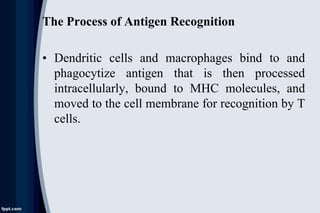 • The T cells respond not to the antigen itself but
to the modified complex in the cell membrane
of the antigen- presentin...