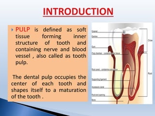  PULP is defined as soft
tissue forming inner
structure of tooth and
containing nerve and blood
vessel , also called as tooth
pulp.
The dental pulp occupies the
center of each tooth and
shapes itself to a maturation
of the tooth .
 