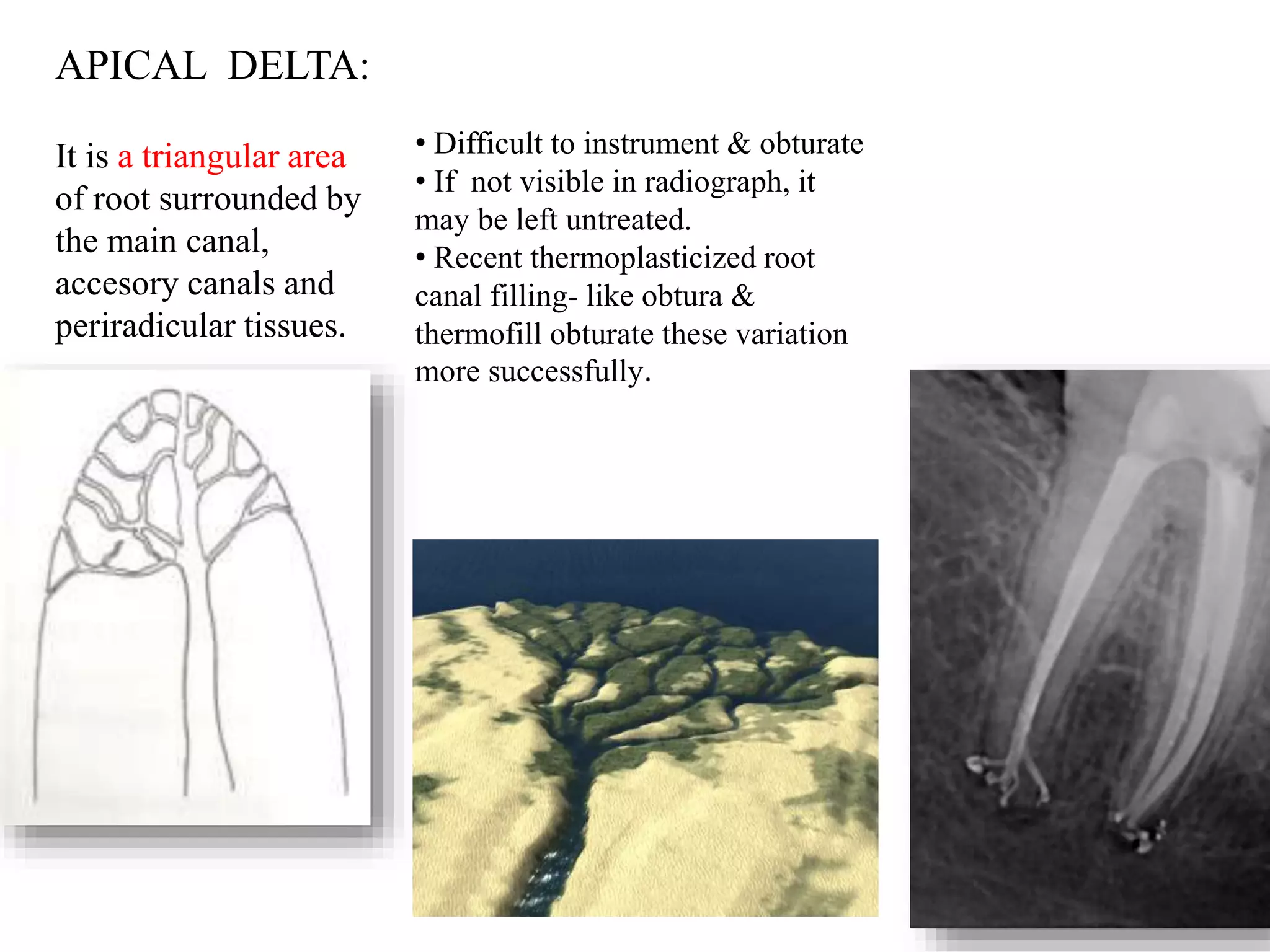 Pulp dentin complex | PPTX