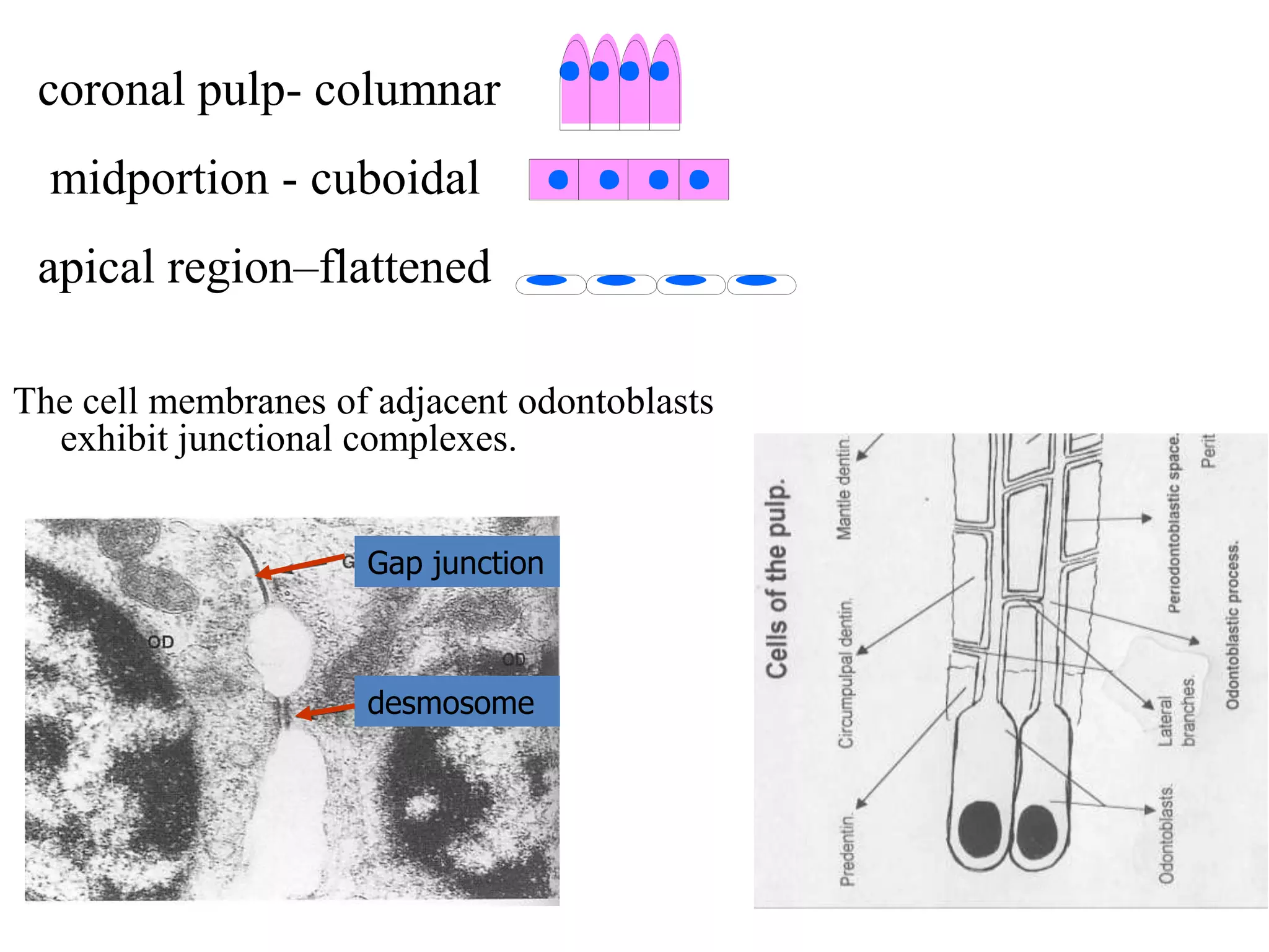 Pulp dentin complex | PPTX
