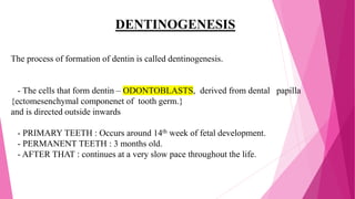 DENTINOGENESIS
The process of formation of dentin is called dentinogenesis.
- The cells that form dentin – ODONTOBLASTS, derived from dental papilla
{ectomesenchymal componenet of tooth germ.}
and is directed outside inwards
- PRIMARY TEETH : Occurs around 14th week of fetal development.
- PERMANENT TEETH : 3 months old.
- AFTER THAT : continues at a very slow pace throughout the life.
 