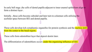These cells develop rich cytoplasmic organelles for protein synthesis and the nucleus shift
from the center to the basal region.
These cells form odontoblast layer that deposit dentin later.
The differentiation of odontoblasts occurs under the organizing influence of IEE
In early bell stage ,the cells of dental papilla adjacent to inner enamel epithelium align to
form a distinct layer .
Initially , these cells become cuboidal and later turn to columnar cells utilizing the
acellular space between IEE and dental papilla.
 