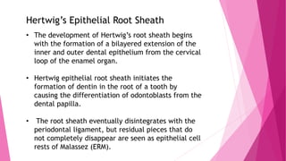 Hertwig’s Epithelial Root Sheath
• The development of Hertwig’s root sheath begins
with the formation of a bilayered extension of the
inner and outer dental epithelium from the cervical
loop of the enamel organ.
• Hertwig epithelial root sheath initiates the
formation of dentin in the root of a tooth by
causing the differentiation of odontoblasts from the
dental papilla.
• The root sheath eventually disintegrates with the
periodontal ligament, but residual pieces that do
not completely disappear are seen as epithelial cell
rests of Malassez (ERM).
 