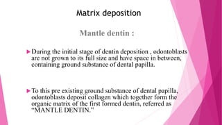 Matrix deposition
Mantle dentin :
During the initial stage of dentin deposition , odontoblasts
are not grown to its full size and have space in between,
containing ground substance of dental papilla.
To this pre existing ground substance of dental papilla,
odontoblasts deposit collagen which together form the
organic matrix of the first formed dentin, referred as
“MANTLE DENTIN.”
 