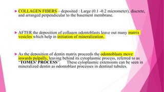  COLLAGEN FIBERS – deposited : Large (0.1 -0.2 micrometer), discrete,
and arranged perpendicular to the basement membrane.
 AFTER the deposition of collagen odontoblasts leave out many matrix
vesicles which help in initiation of mineralization.
 As the deposition of dentin matrix proceeds the odontoblasts move
inwards pulpally, leaving behind its cytoplasmic process, referred to as
“TOMES’ PROCESS”. These cytoplasmic extensions can be seen in
mineralized dentin as odontoblast processes in dentinal tubules.
 